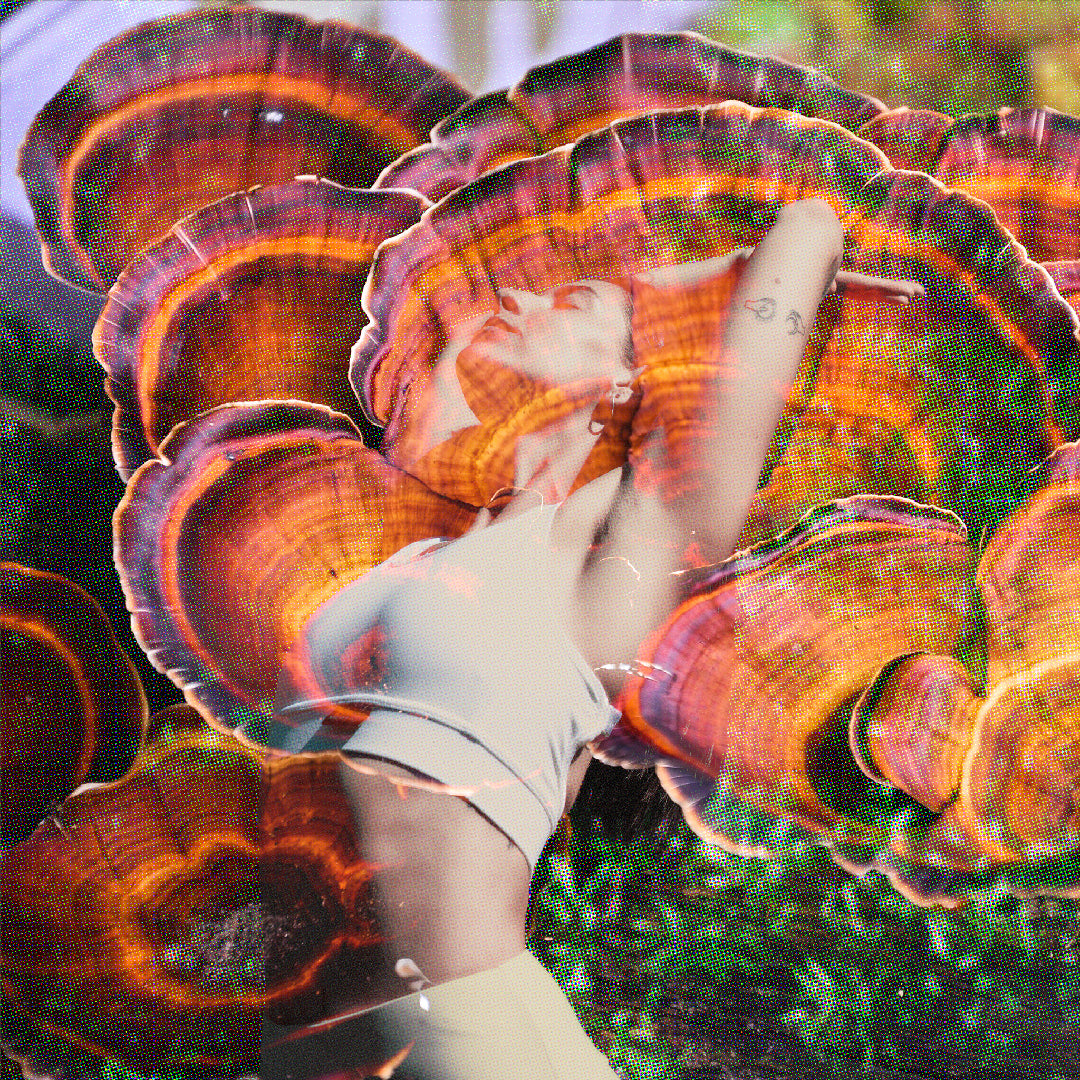 Elevate Your Wellness Routine with Adaptogenic Mushroom Chocolate